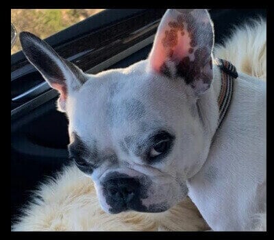 walter-geoffrey-the-frenchie-ringtone