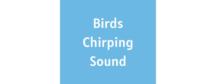 Sounds of Birds Chirping in the Morning MP3 Download